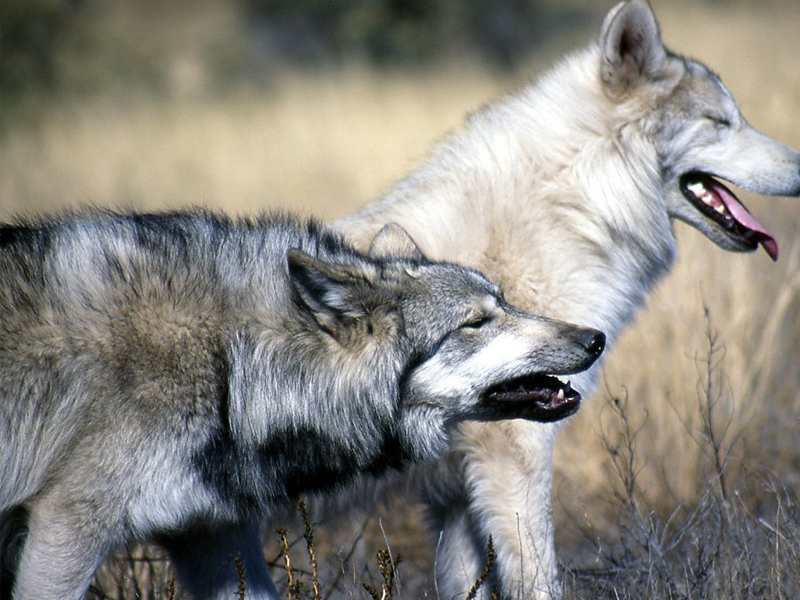 Wolf Fusce faucibus leo efficitur, elementum justo sed, eleifend libero.