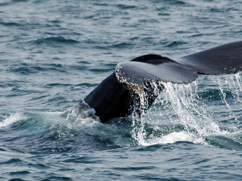 whale Morbi accumsan consequat nulla, sed lobortis ante euismod quis